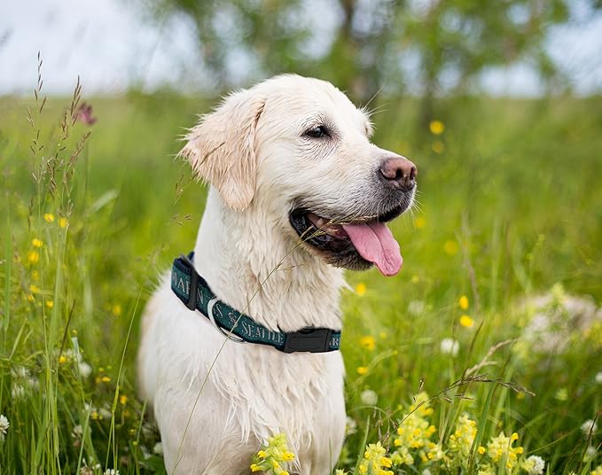 MLB Seattle Mariners Licensed PET COLLAR- Heavy-Duty, Strong, and Durable Dog Collar. Available in 29 Baseball Teams and 4 Sizes