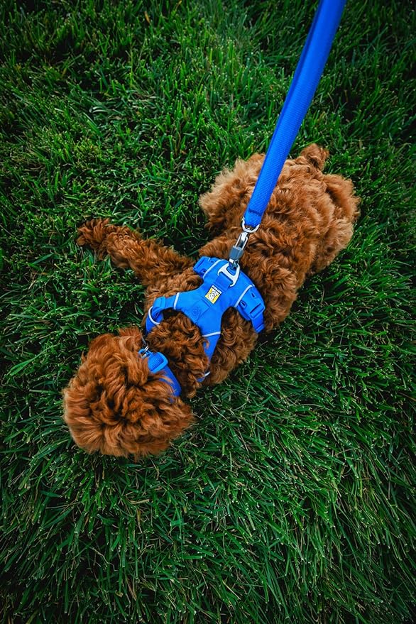 Ruffwear, Front Range Dog Collar, Durable and Comfortable Collar for Everyday Use, Spring Fade, 11"-14"