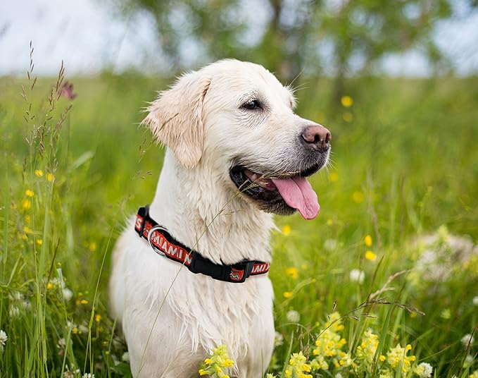 MLB Miami Marlins Licensed PET COLLAR- Heavy-Duty, Strong, and Durable Dog Collar. Available in 29 Baseball Teams and 4 Sizes
