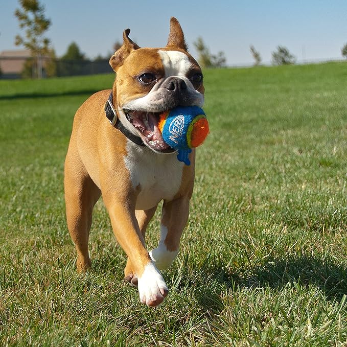 Nerf Dog Tennis Ball Blaster Dog Toy, 16 Inch Blaster with 3 Balls,Green