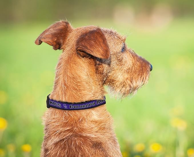MLB Colorado Rockies Licensed PET COLLAR- Heavy-Duty, Strong, and Durable Dog Collar. Available in 29 Baseball Teams and 4 Sizes