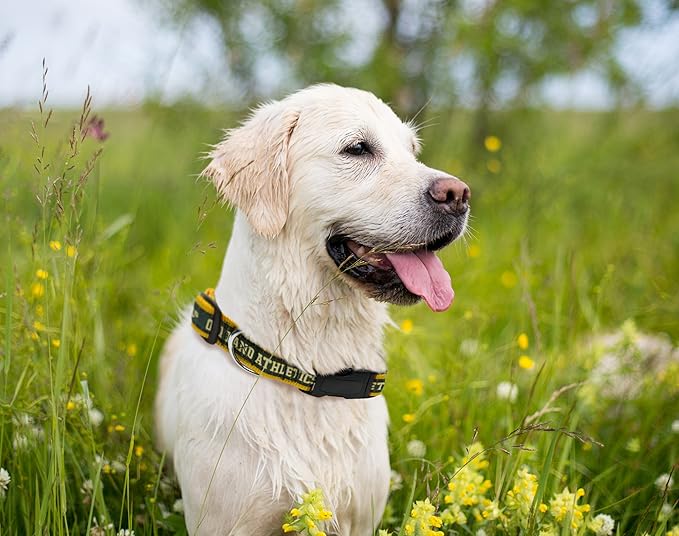 MLB Oakland Athletics Licensed PET COLLAR- Heavy-Duty, Strong, and Durable Dog Collar. Available in 29 Baseball Teams and 4 Sizes