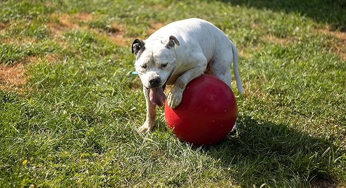 Jolly Pets Push-n-Play Ball Dog Toy, 14 Inches/Extra-Large, Red All Breed Sizes