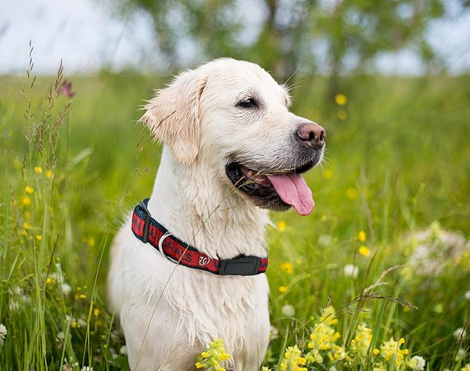 MLB Washingon Nationals Licensed PET COLLAR- Heavy-Duty, Strong, and Durable Dog Collar. Available in 29 Baseball Teams and 4 Sizes