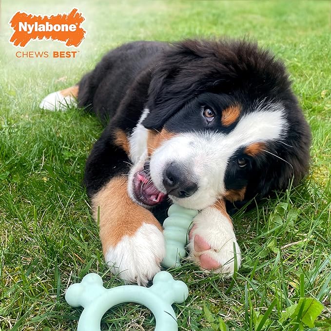 Nylabone Sensory Material Puppy Chew Toy Ring - Puppy Teething Toy for Boredom & Stimulation - Puppy Supplies - Chicken Flavor, Small/Regular (1 Count)