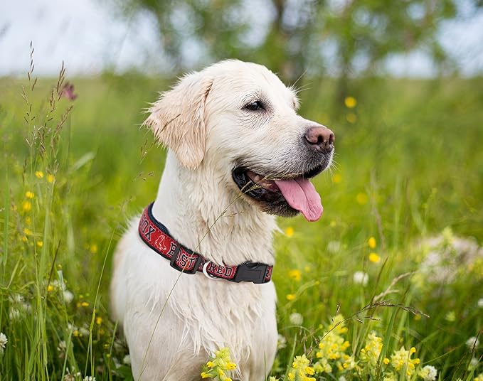 MLB Boston Red Sox Licensed PET COLLAR- Heavy-Duty, Strong, and Durable Dog Collar. Available in 29 Baseball Teams and 4 Sizes