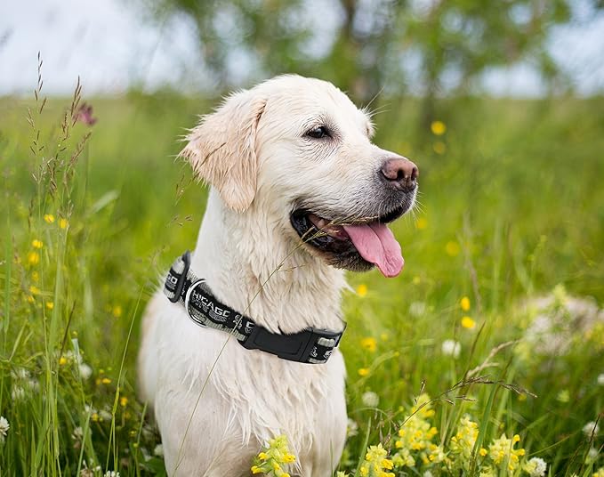 MLB Chicago White Sox Licensed PET COLLAR- Heavy-Duty, Strong, and Durable Dog Collar. Available in 29 Baseball Teams and 4 Sizes