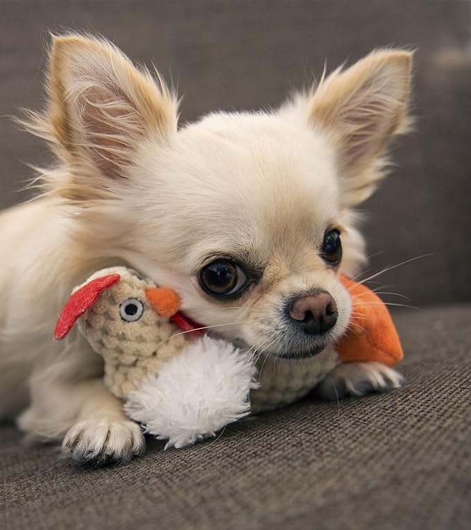 goDog Checkers Just For Me Fat Rooster Squeaky Plush Dog Toy, Chew Guard Technology - White, Mini