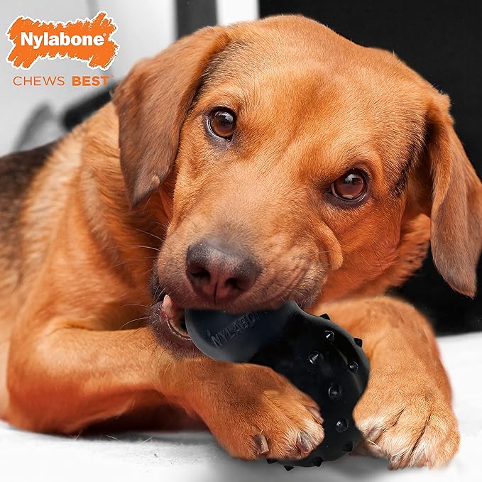 Nylabone Strong MAX Chew Cone Stuffable Chew Toy for Dogs, Beef Flavored Fillable Treat Toy, Medium/Wolf - Up to 35 lbs. (1 Count)