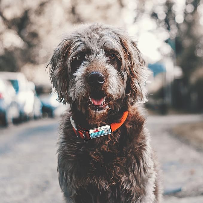 QR Code Dog Tag,Silent Dog Tags Personalized for Pets, Slide On Dog Tag,Custom Dog Name ID Tags Personalized Noiseless Dog and Cat Tags-Free Online&Scan QR Receive Instant Location Alert Email