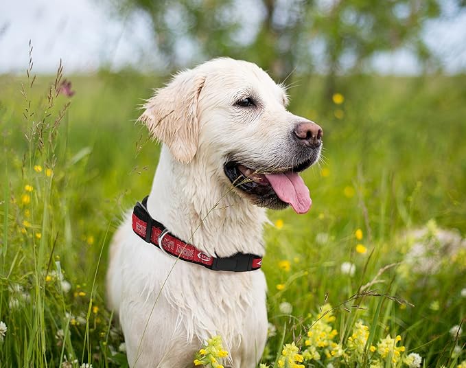 MLB Cincinnati Reds Licensed PET COLLAR- Heavy-Duty, Strong, and Durable Dog Collar. Available in 29 Baseball Teams and 4 Sizes
