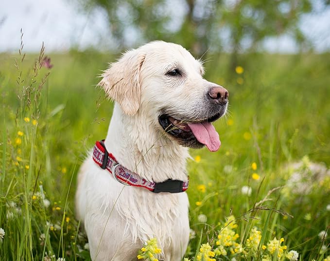 MLB Philadelphia Phillies Licensed PET COLLAR- Heavy-Duty, Strong, and Durable Dog Collar. Available in 29 Baseball Teams and 4 Sizes