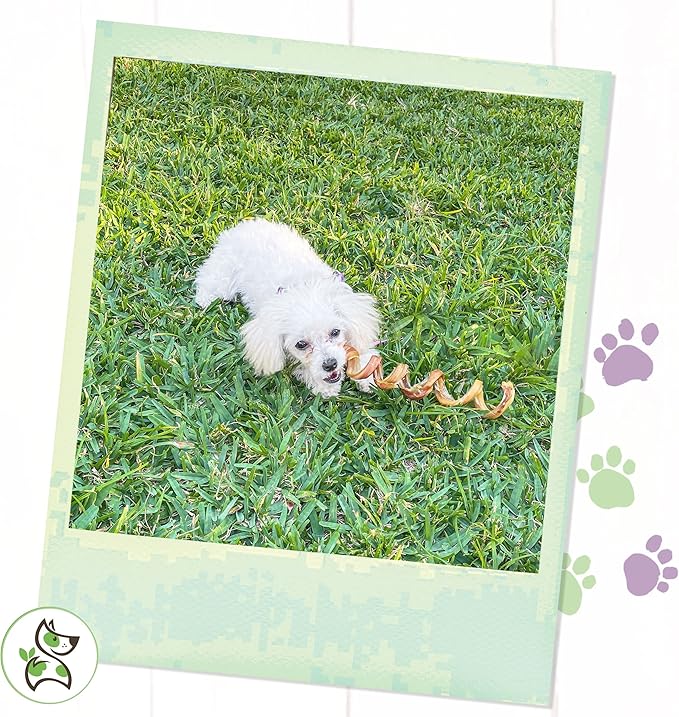Nature Gnaws Bully Stick Springs for Dogs - Premium Natural Beef Dental Bones - Long Lasting Curly Dog Chew Treats for Aggressive Chewers - Rawhide Free 6 Count (Pack of 1)