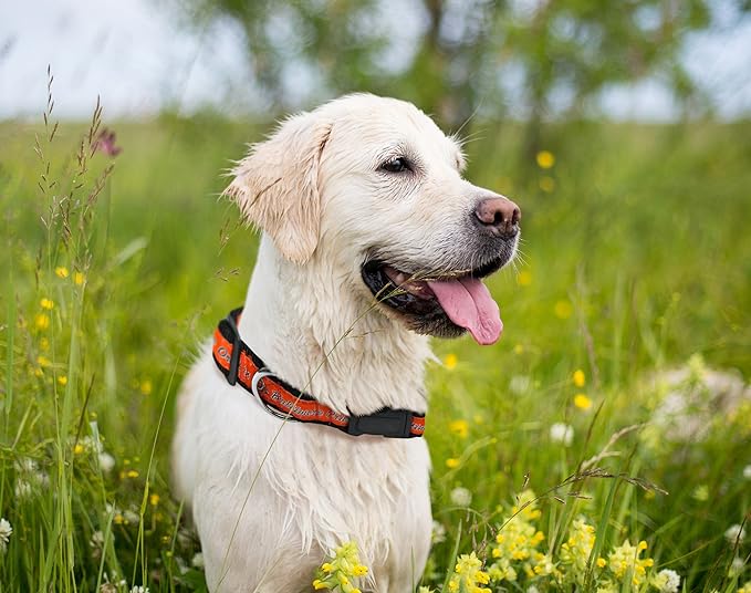 MLB Baltimore Orioles Licensed PET COLLAR- Heavy-Duty, Strong, and Durable Dog Collar. Available in 29 Baseball Teams and 4 Sizes