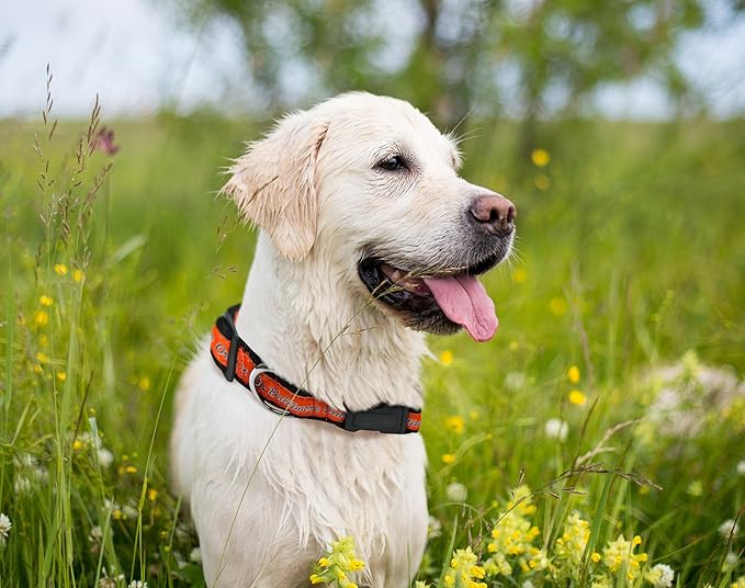 MLB Baltiomore Orioles Licensed PET COLLAR- Heavy-Duty, Strong, and Durable Dog Collar. Available in 29 Baseball Teams and 4 Sizes