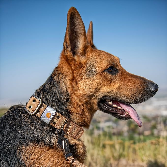 Carhartt Pet Fully Adjustable Wide Webbing Collar for Dogs, Carhartt Brown, Medium