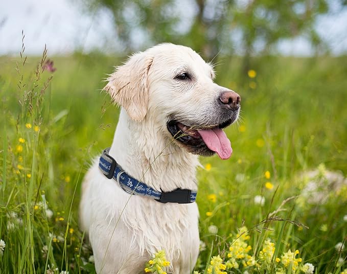 MLB Los Angeles Dodgers Licensed PET COLLAR- Heavy-Duty, Strong, and Durable Dog Collar. Available in 29 Baseball Teams and 4 Sizes