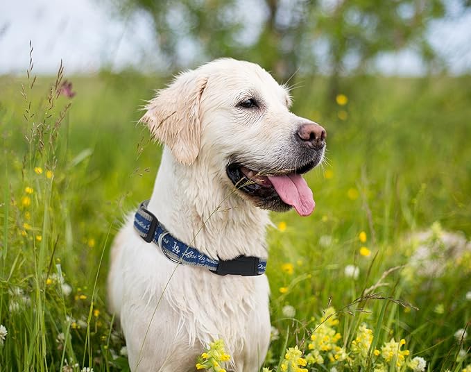 MLB Los Angeles Dodgers Licensed PET COLLAR- Heavy-Duty, Strong, and Durable Dog Collar. Available in 29 Baseball Teams and 4 Sizes