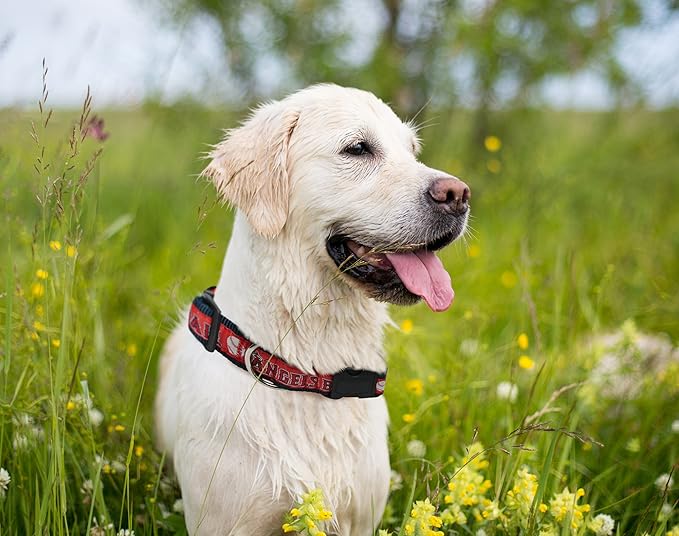 MLB Los Angeles Angels Licensed PET COLLAR- Heavy-Duty, Strong, and Durable Dog Collar. Available in 29 Baseball Teams and 4 Sizes
