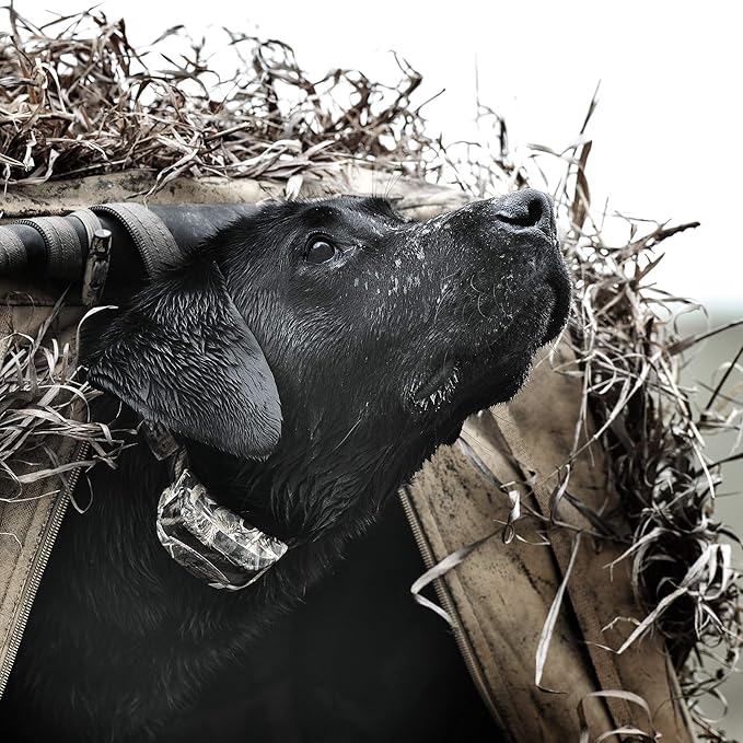 SportDOG Brand WetlandHunter 425X Camouflage Remote Trainer with Additional Shock Collar - 500 Yard Range - Train 2 Dogs - Rechargeable with Static, Vibe, and Tone