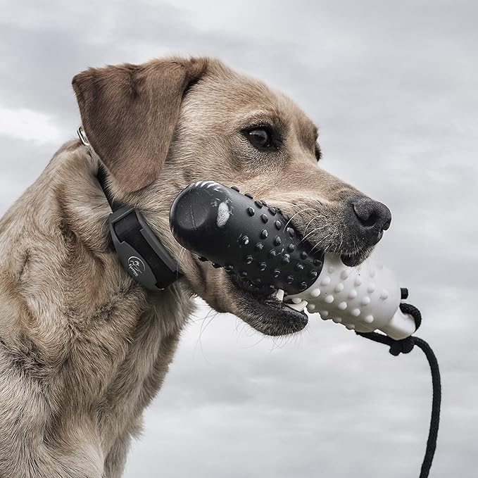 SportDOG Brand 425X Shock Collar - Remote Trainer with Extra Collar - Train 2 Dogs - 500 Yard Range Collar with Shock, Vibrate and Tone, Rechargeable - (1) Black and (1) Orange Dog Training Collars