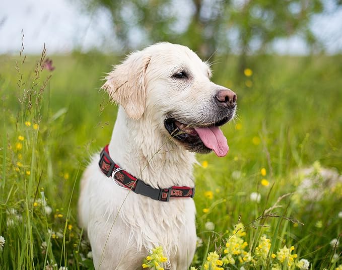 MLB Arizona Diamondbacks Licensed PET COLLAR- Heavy-Duty, Strong, and Durable Dog Collar. Available in 29 Baseball Teams and 4 Sizes