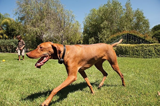PetSafe Stay+Play Wireless Receiver Collar Blk