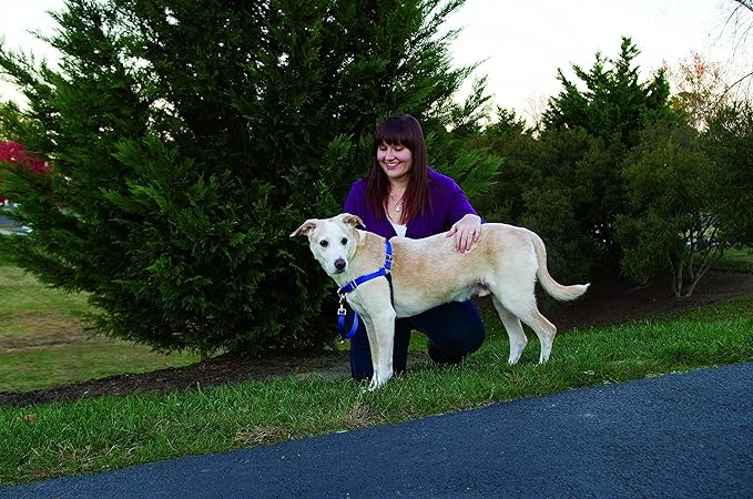 PetSafe Easy Walk No-Pull Dog Harness - The Ultimate Harness to Help Stop Pulling - Take Control & Teach Better Leash Manners - Helps Prevent Pets Pulling on Walks - Small, Black/Silver
