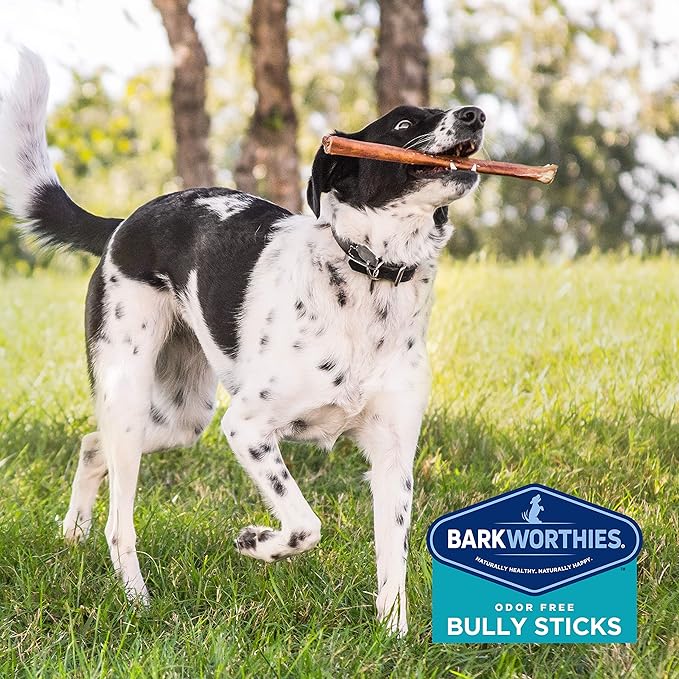 Barkworthies Odor-Free 12-inch Bully Sticks (3 Pack) - Healthy Dog Chews - Protein-Packed, Highly Digestible, All-Natural Rawhide Alternative Dog Treats - Promotes Dental Health