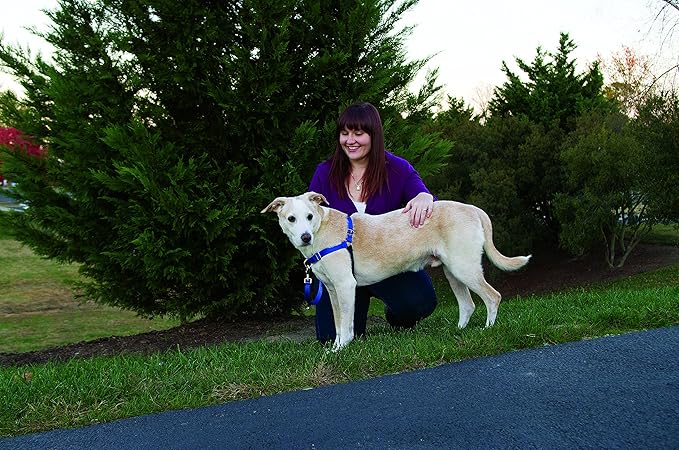 PetSafe Easy Walk No-Pull Dog Harness - The Ultimate Harness to Help Stop Pulling - Take Control & Teach Better Leash Manners - Helps Prevent Pets Pulling on Walks - Small, Red/Black