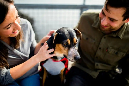 A Beginner's Guide to Dogs: Breeds, Adoption, Training, Health Care, and Food Recommendations