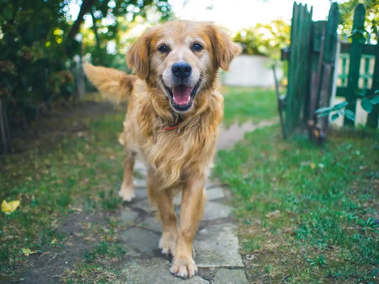 A Step-by-Step Guide to Perfecting the "Come" Command for Your Dog