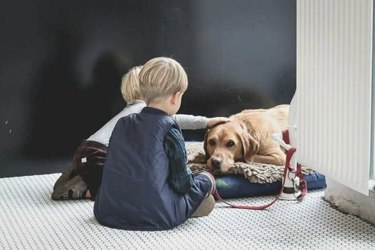 Essential Insights for Handling Dog Behavior Issues That Affect Neighbors