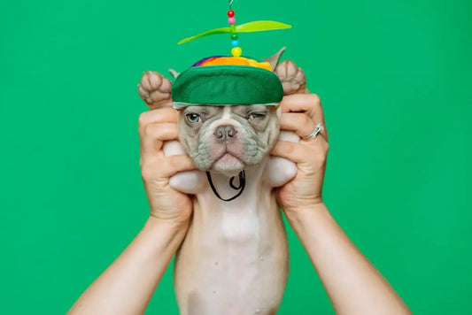 How to Understand Your Dog’s Emotions Through Body Language