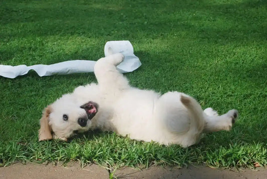 Navigating Puppy Adolescence: A Comprehensive Guide for Dog Owners