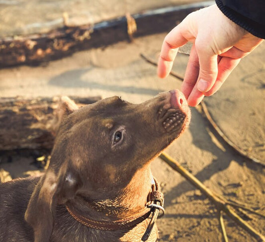 Dog looking at a bowl of food – is it safe?