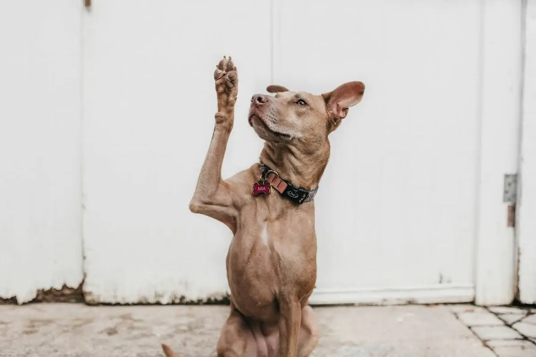 The Secret to Stress-Free Dog Training: Maximizing Learning Efficiency with Rewards