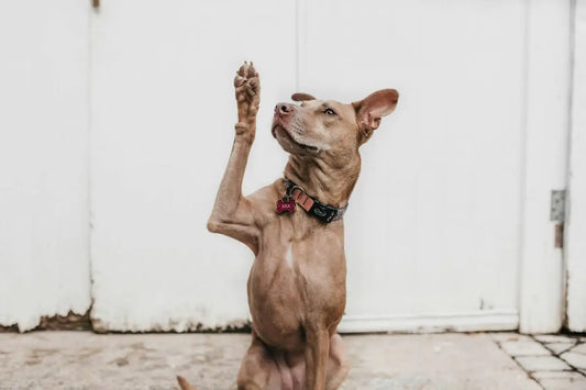 The Secret to Stress-Free Dog Training: Maximizing Learning Efficiency with Rewards