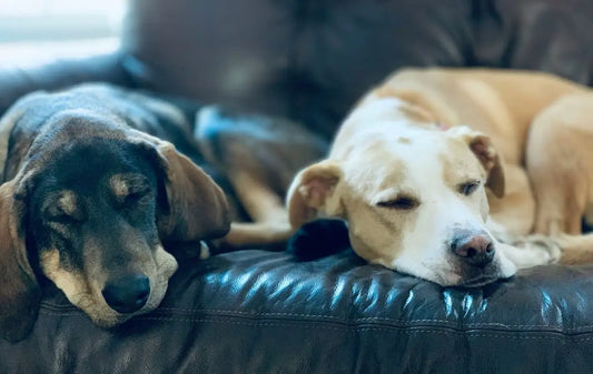 Understanding Separation Anxiety in Dogs: What You Need to Know