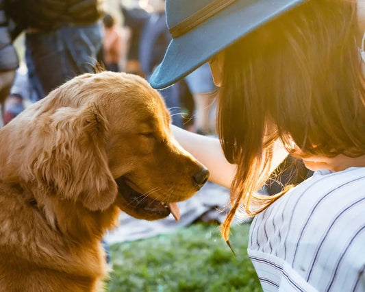 Unleash the Magic of Dog Obedience Training: Making Your Pet Understand You!