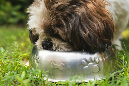 Yikes! 3 Reasons Why Shih Tzus Eat Their Poop: A Complete Guide!
