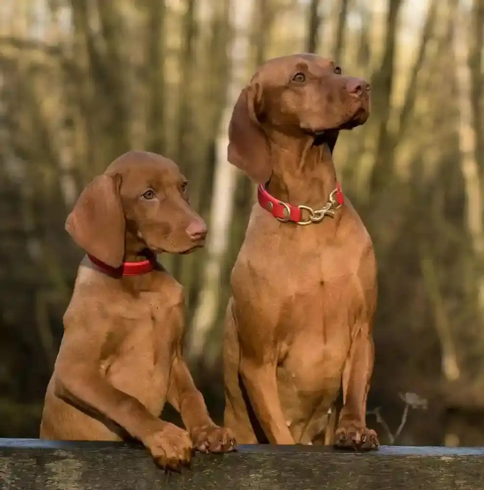 Two dogs are wearing collars