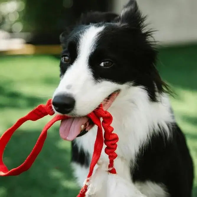 A dog is holding a leash in its mouth