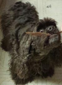 HDP Duck Jerky Strips Size:4 LB