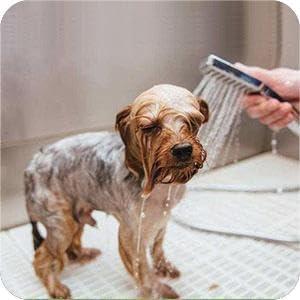 Natural Ingredients Flea Repellent Collar for Small Dogs, Safe and Effective Flea and Tick Repellent, Waterproof, 8 Months Protection Each, Free Comb and Tick Removal Tool, 13.8 Inches, 4-Pack