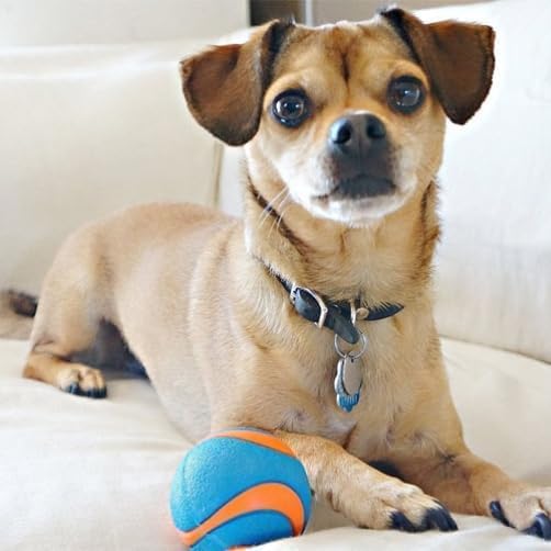 Chuckit Fetch Medley Dog Ball Dog Toys, Medium (2.5 Inch) Pack of 3, for Medium Breeds, Includes Erratic, Strato and Ultra Squeaker Balls