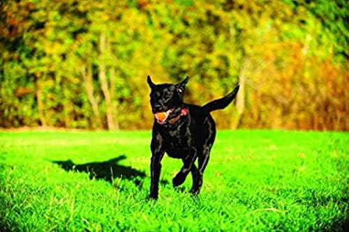 Chuckit Dog Tennis Ball Dog Toy, Extra Large (3.5 Inch Diameter) for Dogs 100+ Lbs, Shrink Wrap Pack of 2