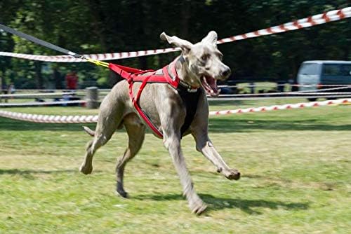 Neewa Adjustable Racing Harness (Medium, Blue) - Ideal for Dog Pull with Bike, Skateboard, Rollerblade, Cart, Canicross