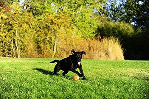 Chuckit Dog Tennis Ball Dog Toy, Extra Large (3.5 Inch Diameter) for Dogs 100+ Lbs, Shrink Wrap Pack of 2