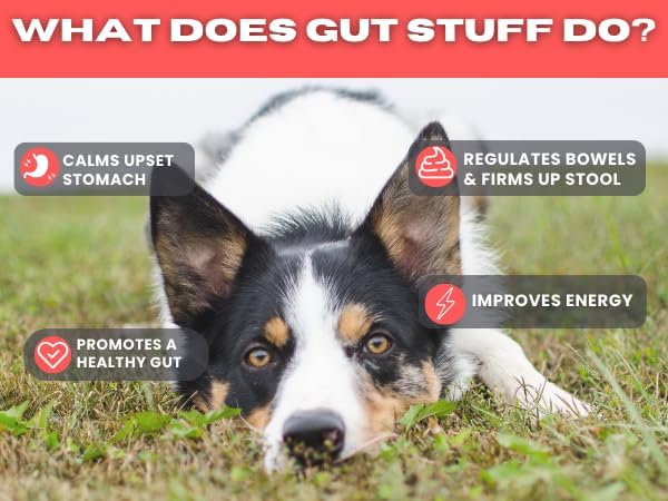 GUT STUFF by Helluva Dog — Digestive Aid Meal Topper for Active Sporting Dogs — Pumpkin & Slippery Elm for Dog's Upset Stomach & Better Gut Health, Packed with Fiber - 3oz